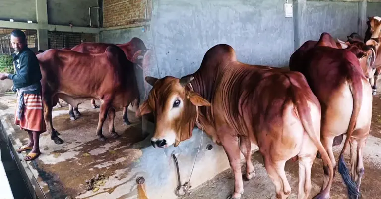 খামারে রাখা গরু